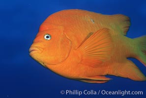 Garibaldi, Hypsypops rubicundus, San Clemente Island