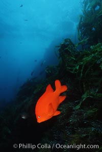 Garibaldi, Hypsypops rubicundus, San Clemente Island