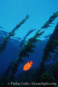 Garibaldi, kelp forest, Hypsypops rubicundus, San Clemente Island