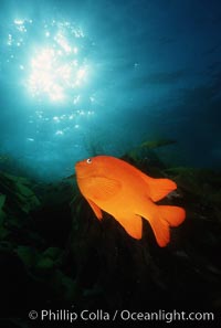 Garibaldi, Hypsypops rubicundus, San Clemente Island