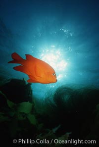 Garibaldi, Hypsypops rubicundus, San Clemente Island