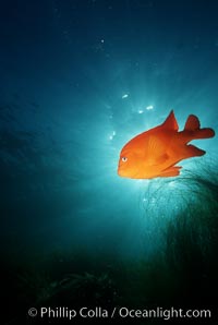 Garibaldi, Hypsypops rubicundus, San Clemente Island