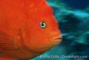 Garibaldi, Hypsypops rubicundus, San Clemente Island