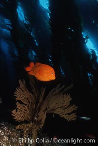 Garibaldi, kelp forest, Hypsypops rubicundus, San Clemente Island