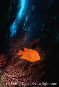 Garibaldi, kelp forest, Hypsypops rubicundus, San Clemente Island