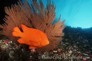 Garibaldi, Hypsypops rubicundus, San Clemente Island