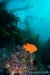 Garibaldi, Hypsypops rubicundus, San Clemente Island