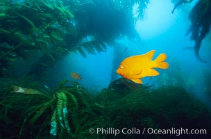 Garibaldi swimming over surfgrass in kelp forest.