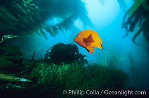 Garibaldi swimming over surfgrass in kelp forest, Hypsypops rubicundus, Macrocystis pyrifera, Phyllospadix, San Clemente Island