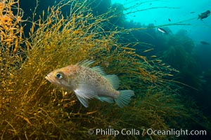 Fish hiding in invasive sargassum, Sargassum horneri, San Clemente Island, Sargassum horneri