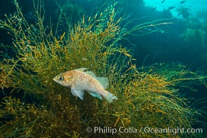 Fish hiding in invasive sargassum, Sargassum horneri, San Clemente Island, Sargassum horneri