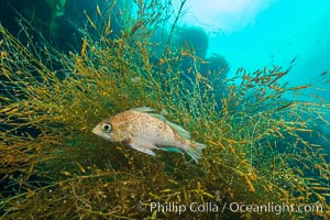 Fish hiding in invasive sargassum, Sargassum horneri, San Clemente Island, Sargassum horneri