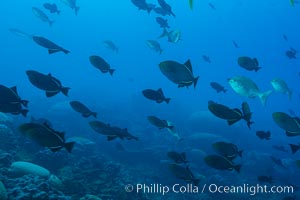 Fish schooling over coral reef, Clipperton Island