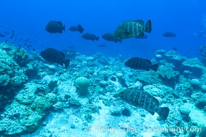 Fish schooling over coral reef, Clipperton Island