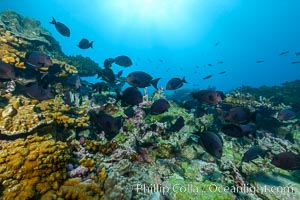 Fish schooling over coral reef, Clipperton Island