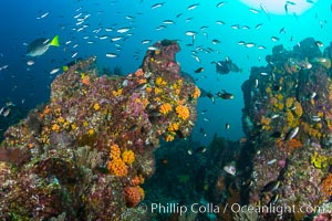 Fish schooling over reef at sunset, Sea of Cortez, Mikes Reef, Baja California, Mexico