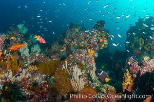 Fish schooling over reef at sunset, Sea of Cortez, Mikes Reef, Baja California, Mexico