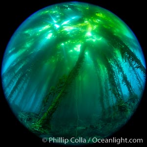 Fisheye view of a Giant Kelp Forest, Catalina Island