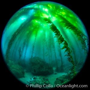 Fisheye view of a Giant Kelp Forest, Catalina Island