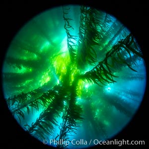 Fisheye view of a Giant Kelp Forest, Catalina Island