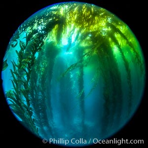 Fisheye view of a Giant Kelp Forest, Catalina Island