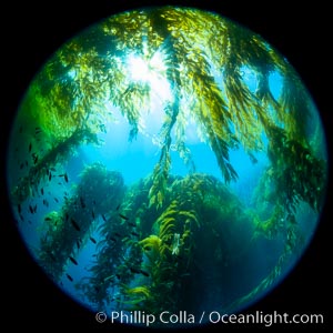 Fisheye view of a Giant Kelp Forest, Catalina Island. California, USA, natural history stock photograph, photo id 37192
