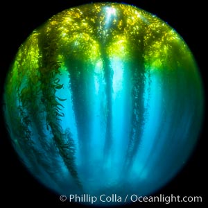 Fisheye view of a Giant Kelp Forest, Catalina Island