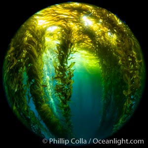 Fisheye view of a Giant Kelp Forest, Catalina Island