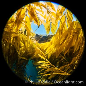 Fisheye view of a Giant Kelp Forest, Catalina Island