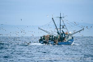 Fishing boat on Monterey Bay, seagulls attracted to bait and nets