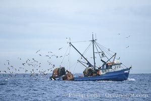 Fishing boat on Monterey Bay, seagulls attracted to bait and nets