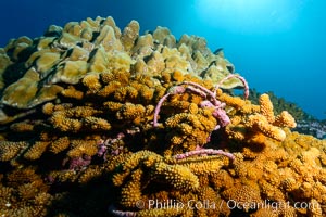 Fishing Longline, Wrapped and Embedded in Coral Head, Clipperton Island