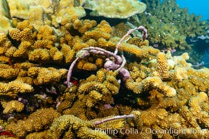 Fishing Longline, Wrapped and Embedded in Coral Head, Clipperton Island