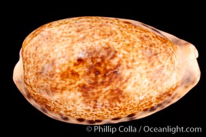 Five-Banded Caurica Cowrie., Cypraea caurica quinquefasciata, natural history stock photograph, photo id 08151