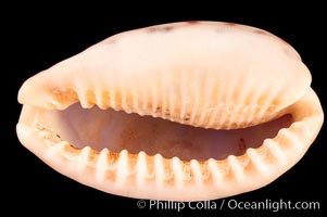 Five-Banded Caurica Cowrie., Cypraea caurica quinquefasciata, natural history stock photograph, photo id 08152