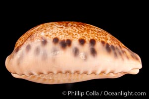 Five-Banded Caurica Cowrie, Cypraea caurica quinquefasciata