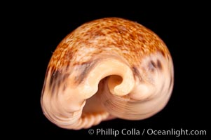 Five-Banded Caurica Cowrie, Cypraea caurica quinquefasciata