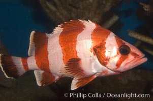 Flag rockfish, Sebastes rubrivinctus