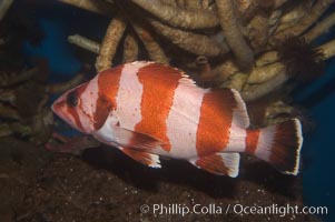 Flag rockfish., Sebastes rubrivinctus, natural history stock photograph, photo id 07868