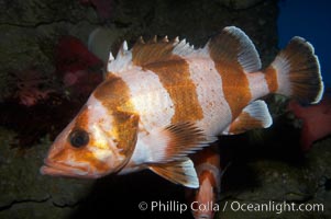 Flag rockfish, Sebastes rubrivinctus