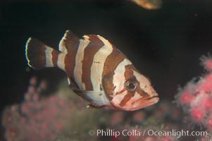 Flag rockfish, Sebastes rubrivinctus