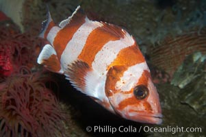 Flag rockfish, Sebastes rubrivinctus