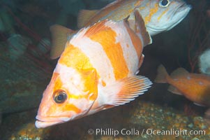 Flag rockfish, Sebastes rubrivinctus