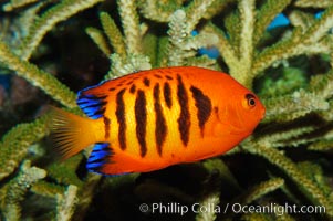 Flame angelfish, Centropyge loricula