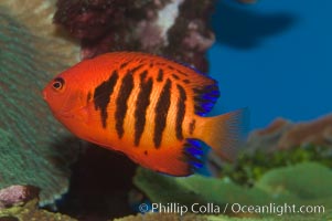 Flame angelfish, Centropyge loricula