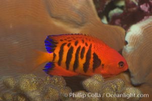 Flame angelfish, Centropyge loricula