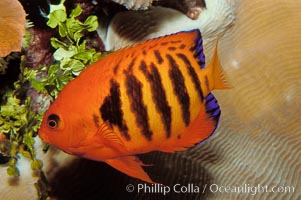 Flame angelfish, Centropyge loricula