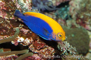 Flameback angelfish, Centropyge aurantonotus