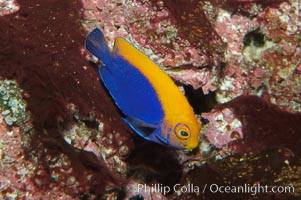 Flameback angelfish, Centropyge aurantonotus