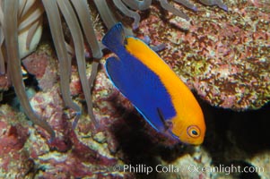 Flameback angelfish, Centropyge aurantonotus